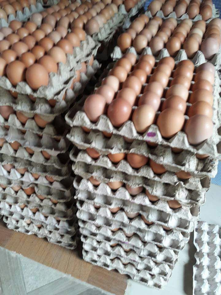 Broiler Hatching Eggs Poulmart